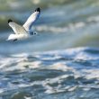 Mouette tridactyle en Loire-Atlantique